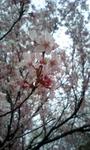 桜三分咲き.jpg